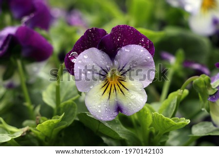purple pansy flower water drop garden