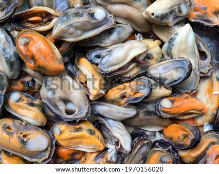 Cluster of fresh Blue mussel. The blue mussel, also known as the common mussel, is a medium-sized edible marine bivalve mollusc in the family Mytilidae, the mussels. Blue mussels are subject to commer Royalty-Free Stock Photo #1970156020