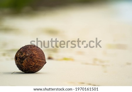 Wet hairy coconut falls onto white sandy beach near beautiful ocean. Grains of sand stick to wet coconut rolling along sandy tropical coast in the Pacific Islands. raw