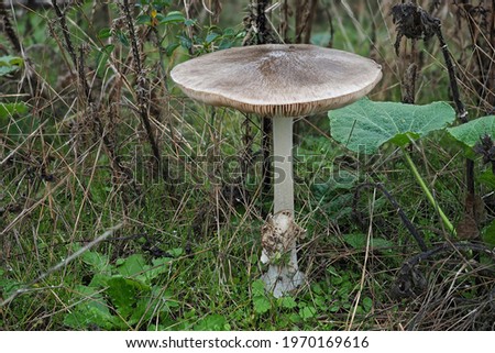 The big sheath mushroom (Volvopluteus gloiocephalus) is an edible mushroom , an intresting photo