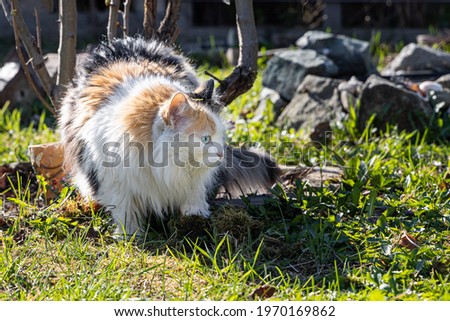 A Beautiful adult long hair black white and red cat with big blue eyes is on the green grass in sunny summer day