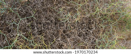 Beige and green seaweed lying down at the sandy beach. Close up photography.