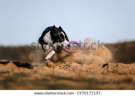 Border Collie dog on a spring walk in the field