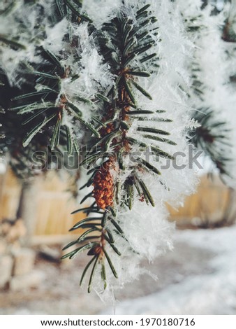 Close up of pine tree branch with pinecone covered with fresh snow frost. Perfect winter background for phones or post card cover.