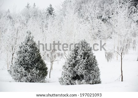 snow covered trees 