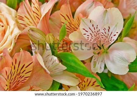 Beautiful bouquet of flowers of beige roses and lilies.