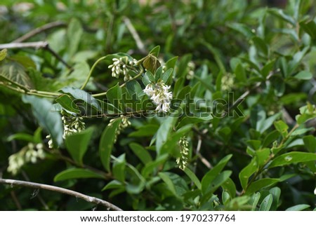 Privet (Ligustrum obtusifolium) flowers. Oleaceae deciduous shrub.
