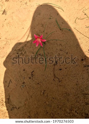 Shadow and silhouette of someone looking at a flower.