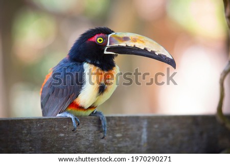 view of a colorful toucan