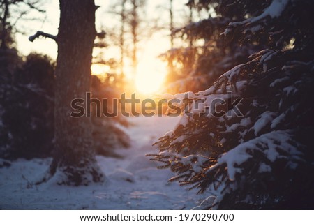 Royalty free image of swedish forest with light breaking through the trees