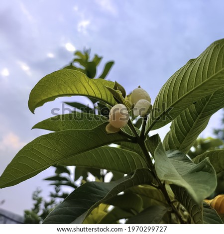 A closeup of a walnut stem with fruits on a cloudy sky background