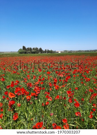 Poppy flower field unintentionally grown by farmers