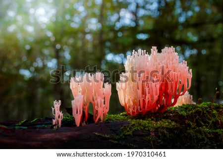 red shining Coral mushroom on a tree stump overgrown with moss in the forest - sundown Royalty-Free Stock Photo #1970310461