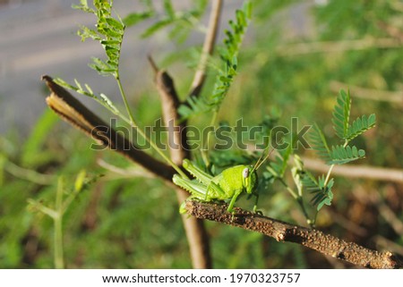 Close up green grasshopper perching on the twigs