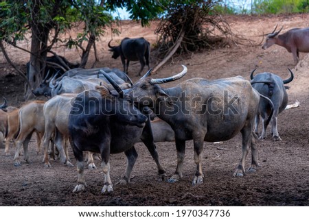 Group of Water buffalo (Thai buffalo) at countryside in Southern of Thailand. A picture of a  group buffalo in the stall