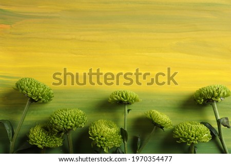Green chrysanthemum on a green background. close-up. Fresh colorful image. Green and yellow natural background