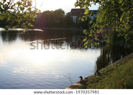 Duck animal on the shores of the lake