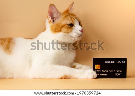 Pretty cute fur orange cat showing off his credit card. Online payments, economical and convenient trading points accumulation. On a yellow-orange background
