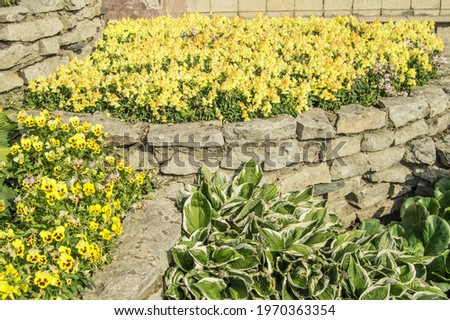 Yellow mattiola and pansies, hosta, in a flower bed, in an open garden with grass on a sunny summer day.