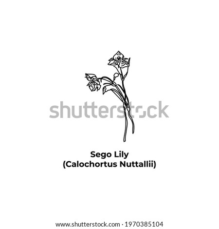 Bulbous plant of america Sego Lily, Calochortus Nuttallii Royalty-Free Stock Photo #1970385104