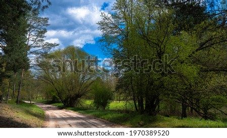 A forest road on a warm spring afternoon