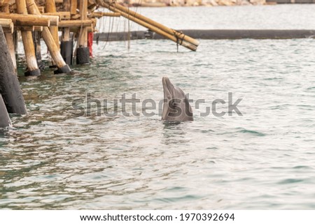 Dolphin at Dolphin Reef tourist destination in Eilat in southern Israel