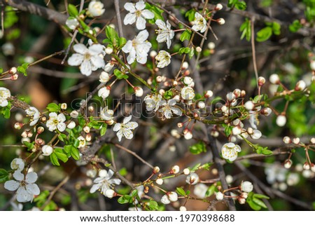A closeup of white cherry blossoms outdoors during daylight