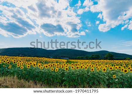 sunflowers in the meadow in italy during the summer