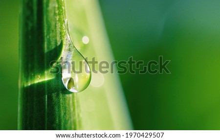 Beautiful water drop sparkle on a blade of grass in sunlight, macro. Big droplet of morning dew outdoor. Amazing artistic image of purity of nature. Royalty-Free Stock Photo #1970429507