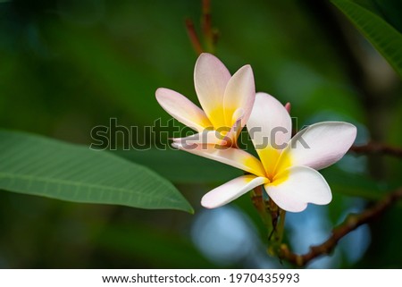 blossom plumeria or frangipani flowers on bokeh nature green background. spring flower background. can use wallpaper and backdrop. the concept for health and spa and relaxation.