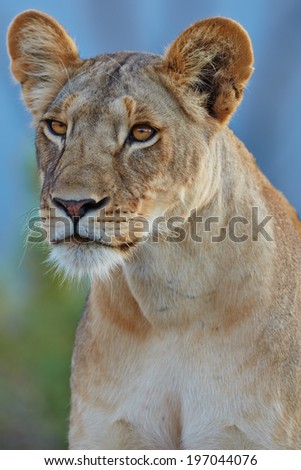 Portrait of a Lion female looking for food in Samburu National Reserve, Kenya