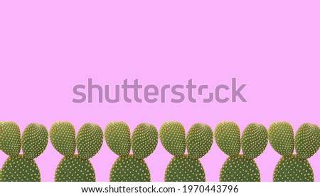 Many Green Bunny Ear Cactus or cactus Houseplant on pink pastel background - Desert Plant and beautiful detail 