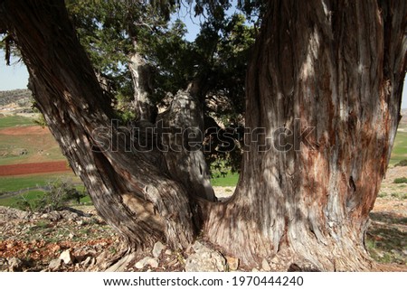 Beautiful juniper tree and nature