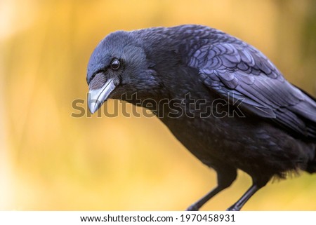 Carrion crow (Corvus corone) black bird portrait of head and looking at camera. Wildlife in nature. Netherlands Royalty-Free Stock Photo #1970458931