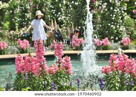 Pink flowers blooming near the fountain