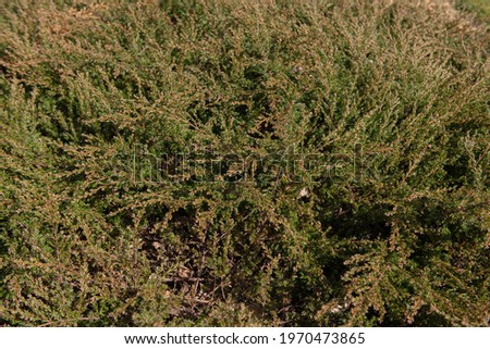 Background or Texture of Lush Spring Foliage on an Evergreen Common Juniper Shrub (Juniperus communis 'Repanda') Growing in a Garden in Rural Devon, England, UK Royalty-Free Stock Photo #1970473865