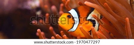 Amphiprion Ocellaris clownfish In marine aquarium. Orange corals in the background. Colorful pattern, texture, wallpaper, panoramic underwater view. Zoology, biology, science, education, zoo