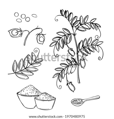 Hand drawn lentil plant. Vector sketch  illustration. Royalty-Free Stock Photo #1970480975