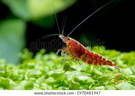 Red galaxy dwarf shrimp stay on green leaf aquatic plant and look over in fresh water aquarium tank. Royalty-Free Stock Photo #1970481947