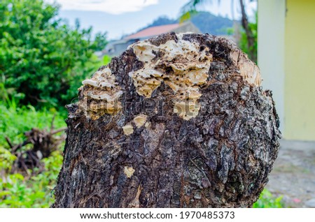 fungus on the rest of the tree trunk