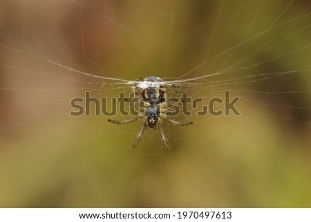 Spider underneath in a spider web