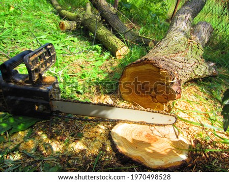 Removing a large tree in the garden with a saw.