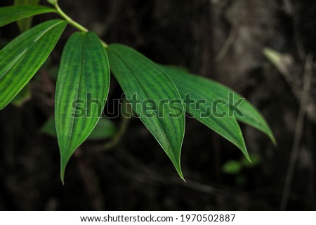 Leaf Background, Tropical Forest Leaves, Close-up with Light and Shadow, Nature Concept