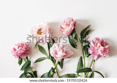 Blooming pink peonies flowers with green leaves isolated on white table background. Floral frame, banner. Flat lay, top view. Picture for blog. Feminine botanical composition. Styled stock photo. 
