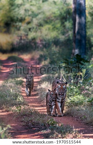 Panthera Tigris with cubs in its natural habitat