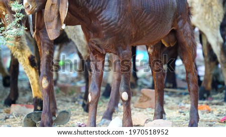Brown goat legs in the pasture. Animal and wildlife photography.