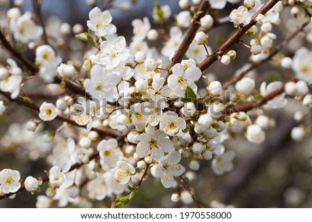 Twig of flowering blackthorn, Prunus spinosa, in spring. white flowers, natural floral background. delicate spring flowers, close-up