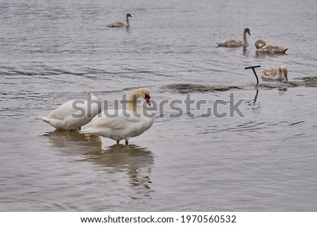 White swans by the sea in Finland.