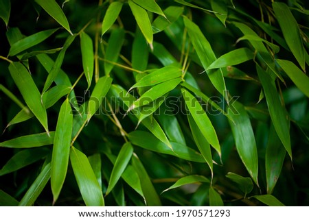 Green bamboo leaves or bush, beautiful natural background. Spring grass background