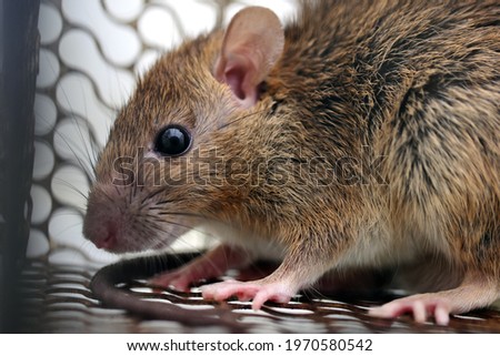 Rat in a cage or rat trap at home or office on white background. Close-up mice or rat caught in a trap. mouse Selective focus only head.rat as carriers of disease leptospirosis and hantavirus Royalty-Free Stock Photo #1970580542